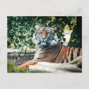 Sumatran Tiger Briefkaart