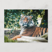 Sumatran Tiger Briefkaart (Voorkant)