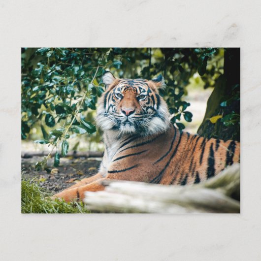 Sumatran Tiger Briefkaart (Voorkant)