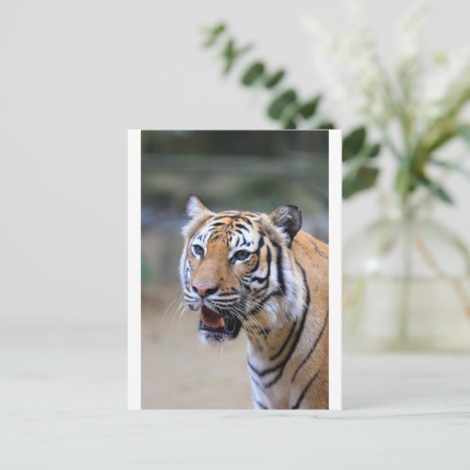 Sumatran Tiger Briefkaart (Staand voorkant)