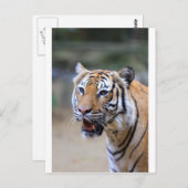 Sumatran Tiger Briefkaart (Voorkant / Achterkant)