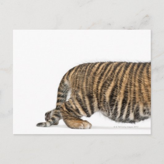 Sumatran Tiger cub 2 Briefkaart (Voorkant)