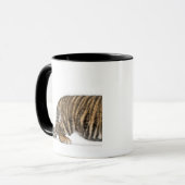 Sumatran Tiger cub 2 Mok (Voorkant links)