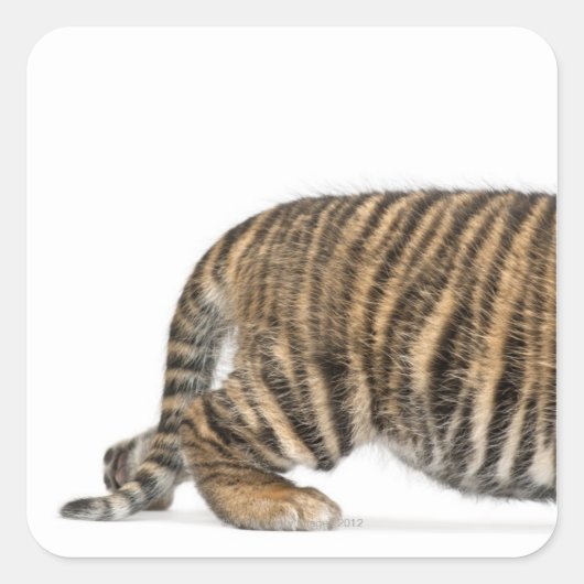 Sumatran Tiger cub 2 Vierkante Sticker (Voorkant)