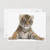 Sumatran Tiger cub Briefkaart (Voorkant / Achterkant)