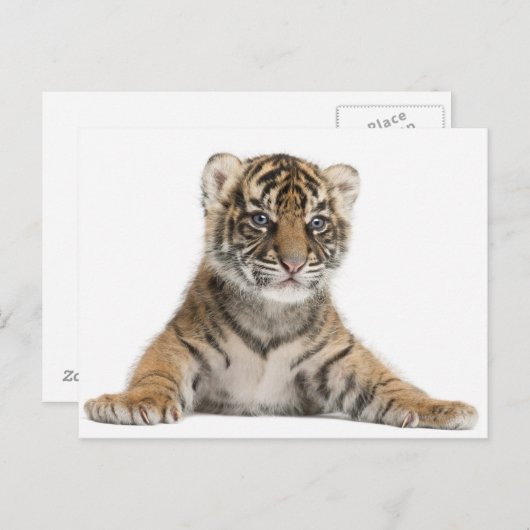 Sumatran Tiger cub Briefkaart (Voorkant / Achterkant)