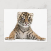 Sumatran Tiger cub Briefkaart (Voorkant)