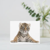 Sumatran Tiger cub Briefkaart (Staand voorkant)