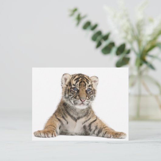 Sumatran Tiger cub Briefkaart (Staand voorkant)