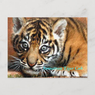 Sumatran Tiger Cub Briefkaart