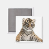 Sumatran Tiger cub Magneet (Voorkant / Achterkant)