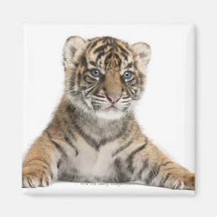 Sumatran Tiger cub Magneet