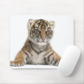 Sumatran Tiger cub - Panthera tigris sumatrae (3) Muismat (Met muis)
