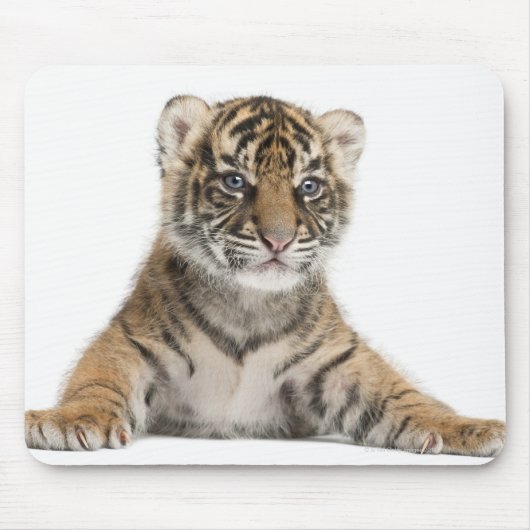 Sumatran Tiger cub - Panthera tigris sumatrae (3) Muismat (Voorkant)
