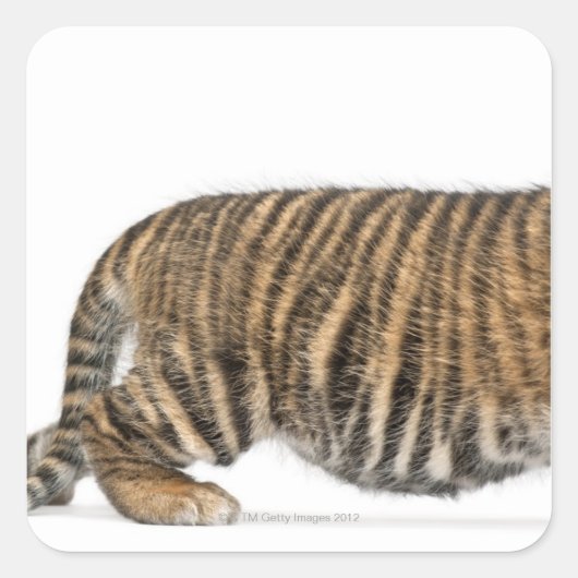 Sumatran Tiger cub - Panthera tigris sumatrae (3) Vierkante Sticker (Voorkant)