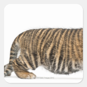 Sumatran Tiger cub - Panthera tigris sumatrae (3) Vierkante Sticker