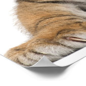 Sumatran Tiger cub Poster (Hoek)