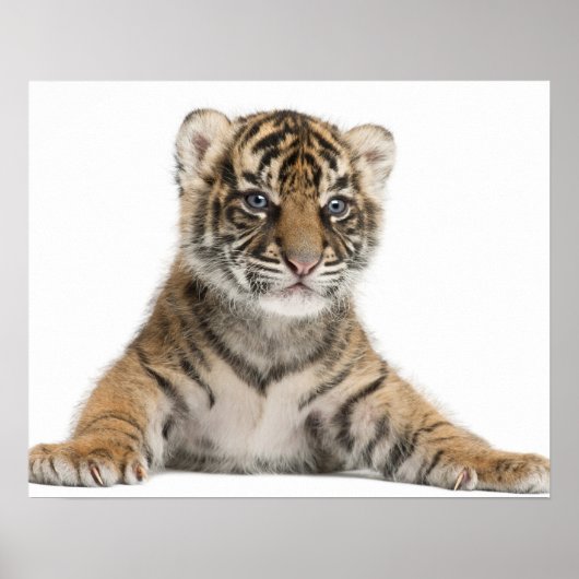 Sumatran Tiger cub Poster (Voorkant)