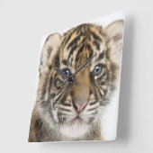 Sumatran Tiger cub Vierkante Klok (Hoek)
