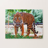 Sumatran Tiger. Grote katten. Legpuzzel (Horizontaal)