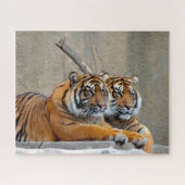 Sumatran Tiger. Grote katten. Legpuzzel (Horizontaal)