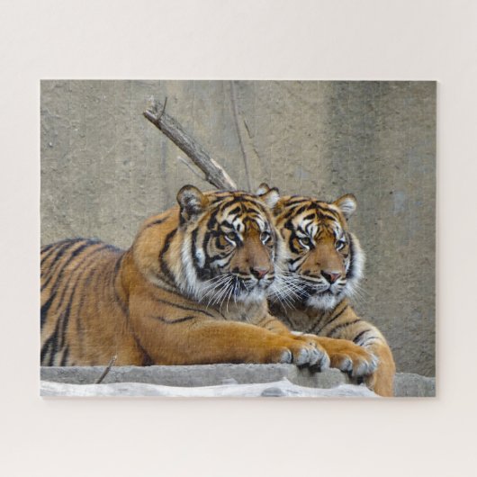 Sumatran Tiger. Grote katten. Legpuzzel (Horizontaal)