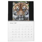Sumatran Tiger Kalender (Jan 2027)