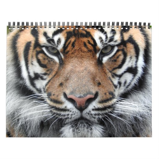 Sumatran Tiger Kalender (Hoes)