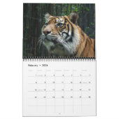 Sumatran Tiger Kalender (Feb 2026)