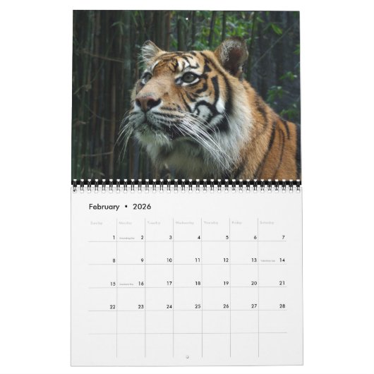 Sumatran Tiger Kalender (Feb 2026)