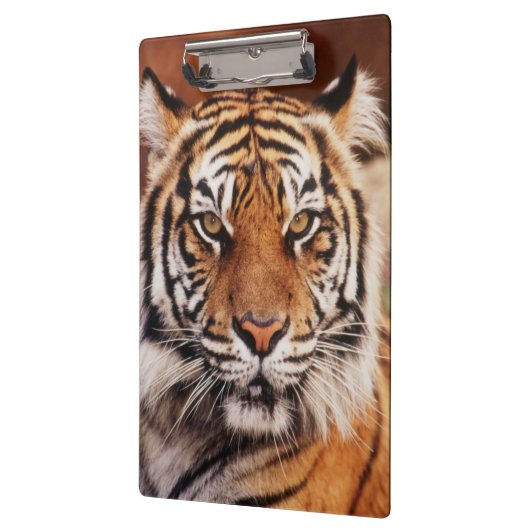 Sumatran Tiger Klembord (Links)