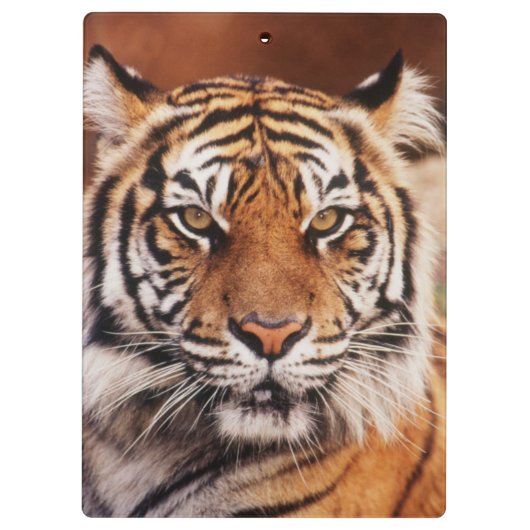 Sumatran Tiger Klembord (Achterkant)