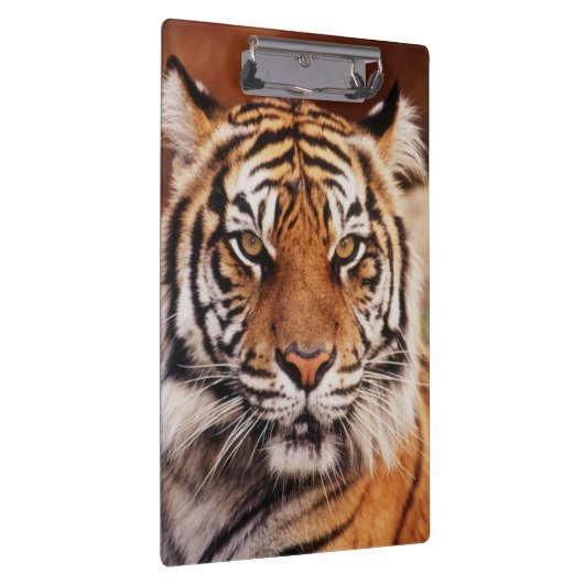 Sumatran Tiger Klembord (Rechts)