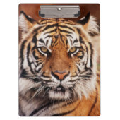 Sumatran Tiger Klembord (Voorkant)