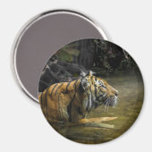 Sumatran Tiger LIGHT OF THE TIGER Magneet (Voorkant / Achterkant)