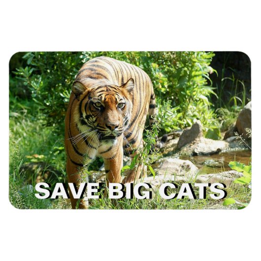 Sumatran Tiger Magneet (Horizontaal)