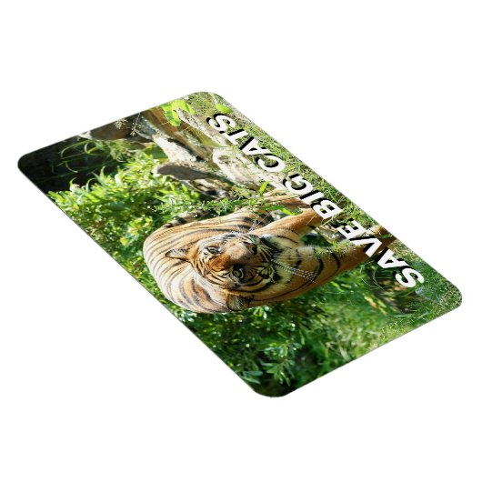Sumatran Tiger Magneet (Rechterzijde)