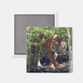 Sumatran Tiger Magneet (Voorkant / Achterkant)