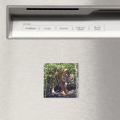 Sumatran Tiger Magneet (Insitu (Vaatwasser))