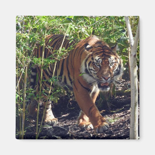 Sumatran Tiger Magneet (Voorkant)