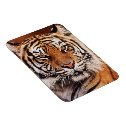 Sumatran Tiger Magneet (Rechterzijde)
