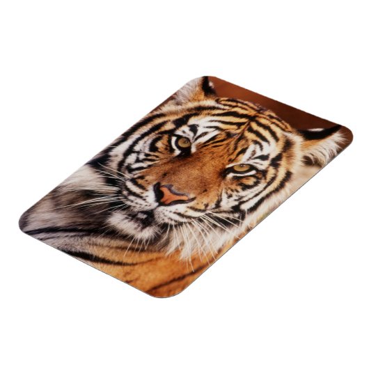 Sumatran Tiger Magneet (Linkerzijde)