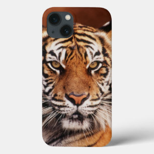 Sumatran Tiger, Panthera tigris Case-Mate iPhone Case