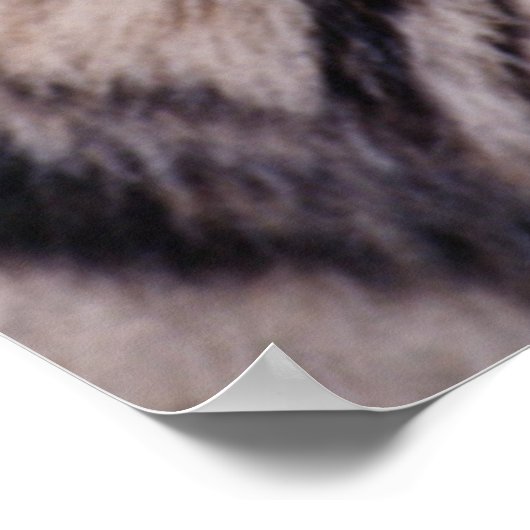 Sumatran Tiger, Panthera tigris Poster (Hoek)