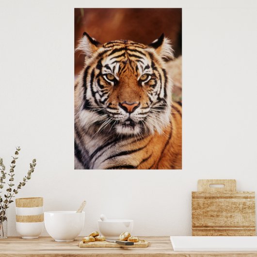 Sumatran Tiger, Panthera tigris Poster (Keuken)
