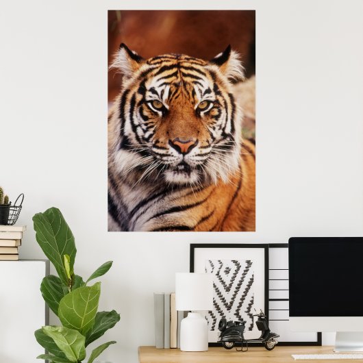 Sumatran Tiger, Panthera tigris Poster (Thuiskantoor)