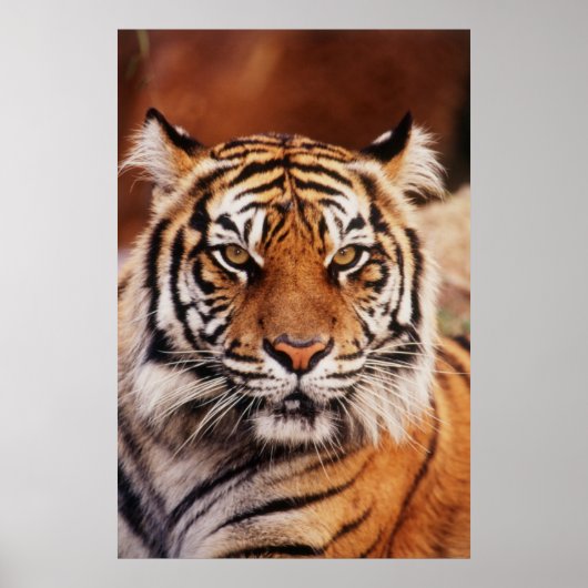 Sumatran Tiger, Panthera tigris Poster (Voorkant)