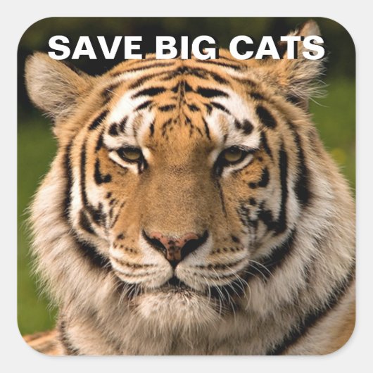 Sumatran Tiger Portrait Sticker (Voorkant)