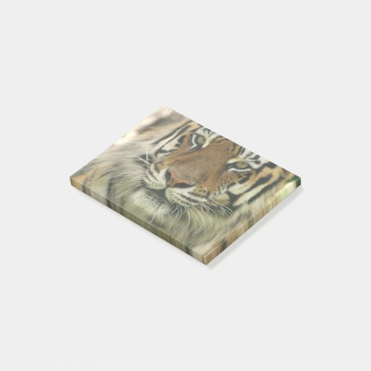 Sumatran Tiger Post-it® Notes (Schuin)