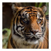 Sumatran Tiger Poster (Voorkant)